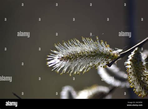 Closeup Of Pussy Willows In Early Spring Stock Photo Alamy