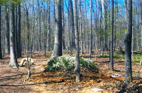 Green Burial | Renaissance Funeral Home and Cremation - Raleigh, NC