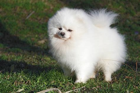 Lulu da Pomerânia branco veja dicas preço e curiosidades Guia Animal