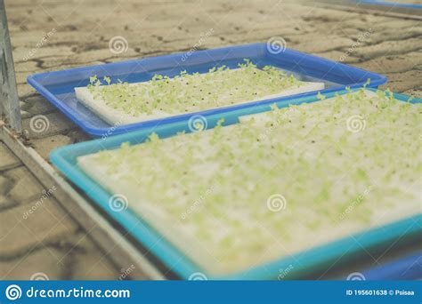 Seedling Of Hydroponic Vegetable Sprout On Wet Sponge In Plant Nursery