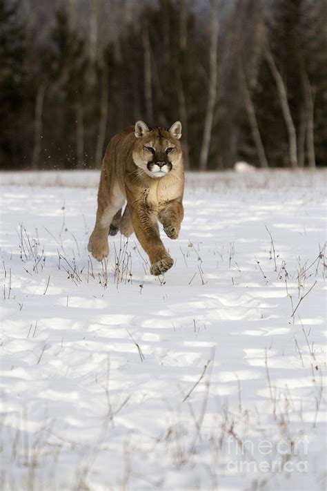 Cougar Photograph By Linda Freshwaters Arndt Fine Art America