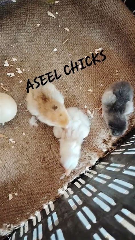 Hatching New Aseel Baby Chicks Youtube