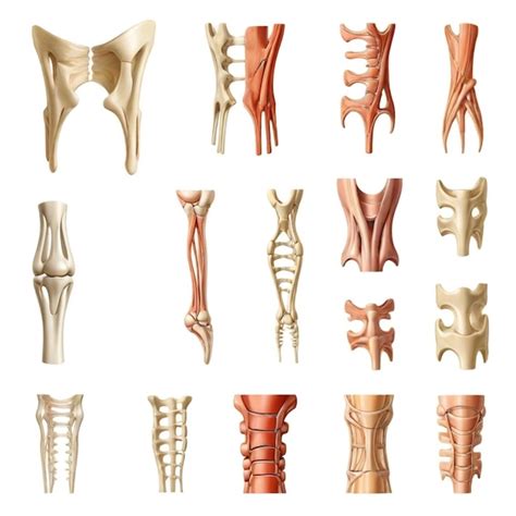 The bones of the upper right hip and lower bones | Premium AI-generated vector