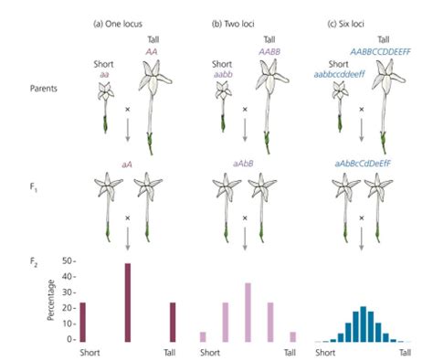 Biol Quantitative Traits Genetics And Evolution Of Continuously