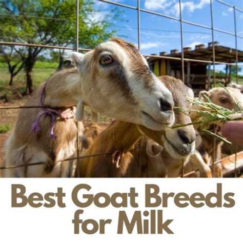 25 Best Dairy Goat Breeds Goats For Milk Hubpages