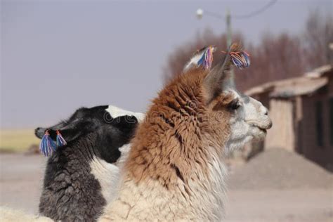 Two Llamas Portrait In The Afternoon With Blurred Background Stock