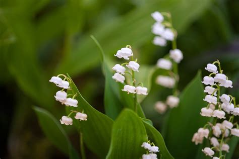 How To Grow Lily Of The Valley Bbc Gardeners World Magazine