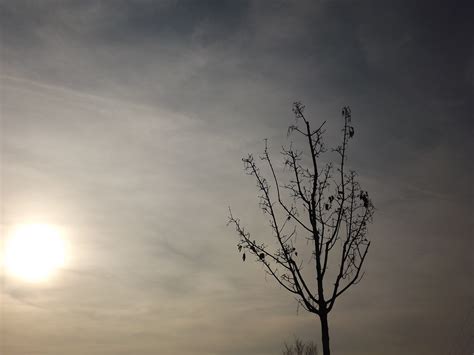 Free Images Tree Nature Horizon Branch Light Cloud Sky Sun