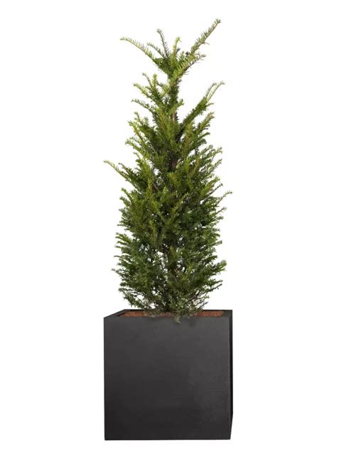 Eibe Taxus Baccata Cm Er Set G Nstig Kaufen