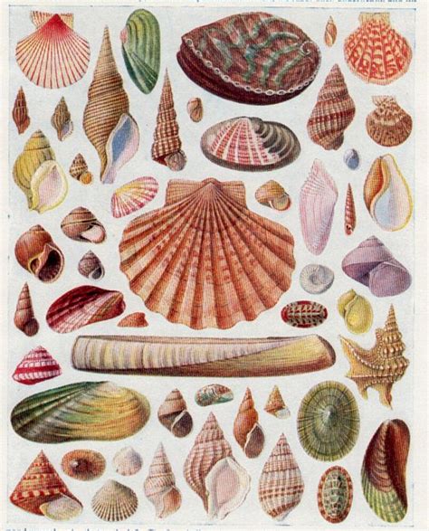 Vintage Shell Illustration