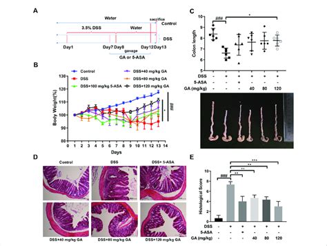 Ga Attenuated Dss Induced Murine Colitis Balb C Mice Were Orally