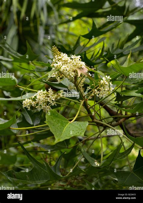 Candlenut Stock Photos & Candlenut Stock Images - Alamy