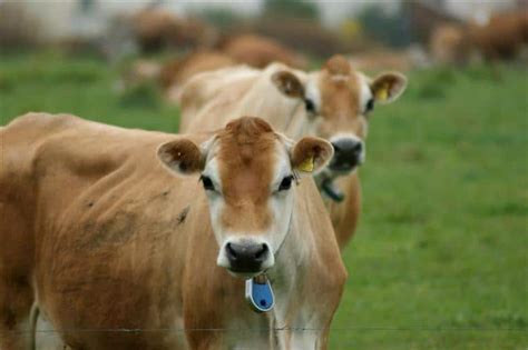 Types Of Dairy Cow American Dairy Association Ne