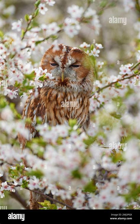 Tawny Owl Strix Aluco Adult Sitting In Flowering Sloe Hedge In