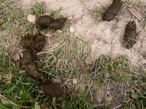Nice Leopard Poo Tortoise Forum
