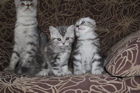 Шотландские кошки вискас - картинки и фото koshka.top