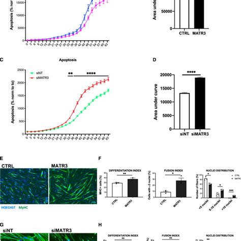 MATR3 Overexpression Rescues Viability And Myogenic Differentiation Of