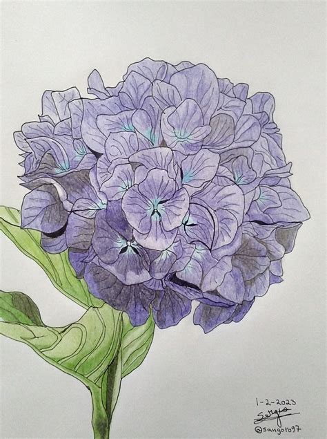 [esp Eng] Dibujo De Una Hortensia Proceso Drawing Of A Hydrangea