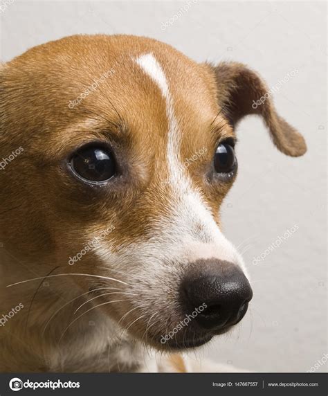 Jack Russell Mix Breeds