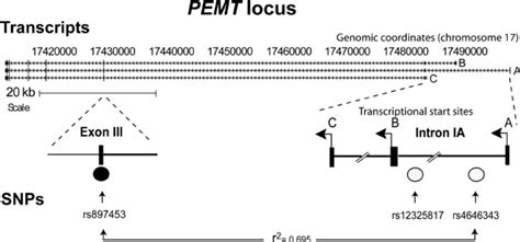 Pemt Snps Are Associated With Cds Risk In Women Shown Is A Schematic