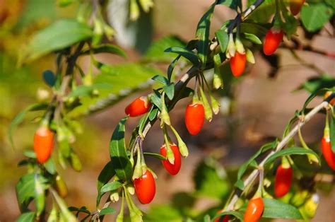 Making money with goji berries - Agriculture & Farming Tips