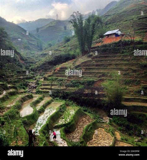 Rice terraces Sapa, Vietnam Stock Photo - Alamy