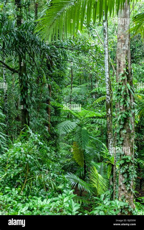 The Daintree Rainforest Queensland Australia Stock Photo - Alamy