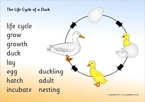 Free Printable Duck Life Cycle