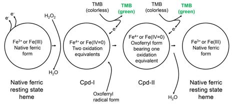 HRP Redox Reaction Driven TMB Color Development Part Three