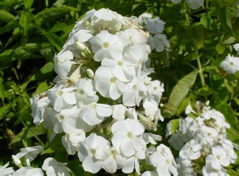 Phlox Paniculata White Admiral