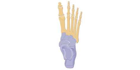 Tarsals | Tarsal Bones: anatomy and diagram | GetBodySmart