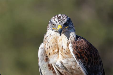 Ferruginous Hawk Shows Some Attitude Photograph By Tony Hake Fine Art