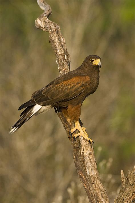 Harriss Hawk Parabuteo Unicinctus Photograph By James Zipp Fine Art