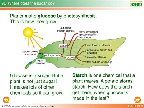 9c Plants And Photosynthesis Ppt Download