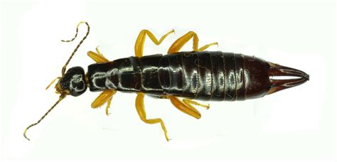 Earwigs Order Dermaptera Mosquito Plus