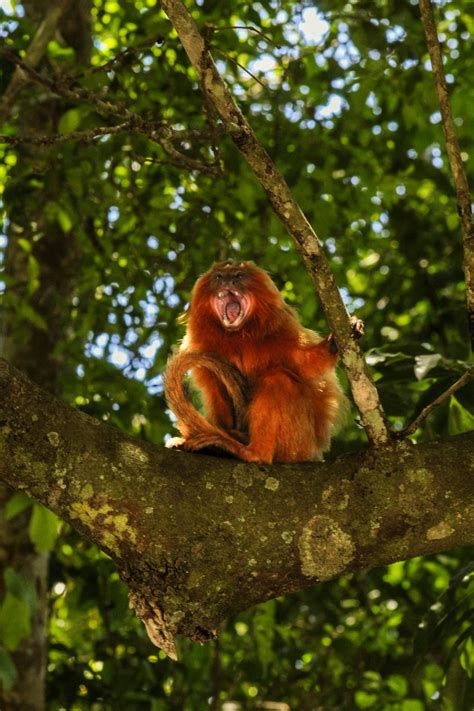 Biodiversidade Brasileira on Twitter Hoje é o dia da Biodiversidade