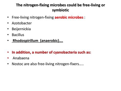 Biological Nitrogen Fixation Nitrification Ammonification