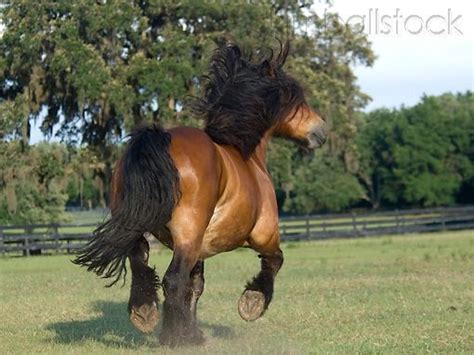 Hor 01 Mb0154 01 Ardennes Draft Horse Trotting In Pasture