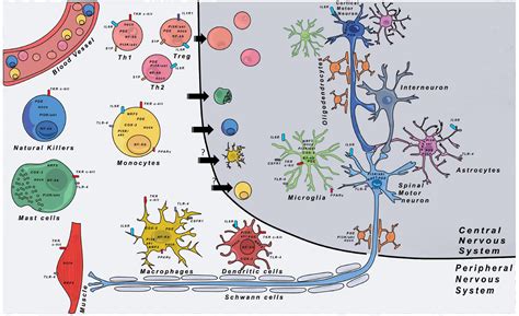 Frontiers Neuroinflammation In Amyotrophic Lateral Sclerosis And