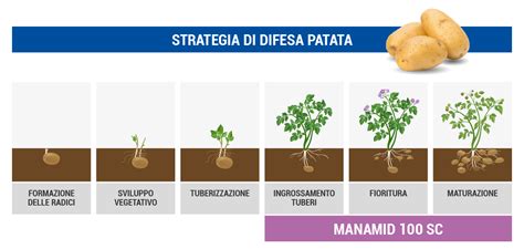 Peronospora Di Patata E Pomodoro Come Curarla Con La Ciazofamide