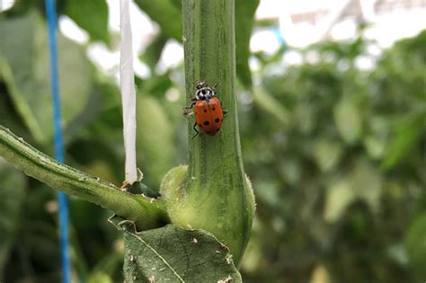 How Its Grown Gull Valley Greenhouses Alberta Canada