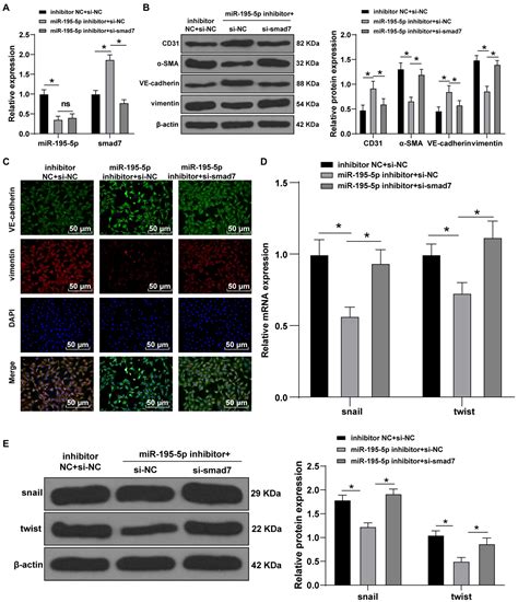 Frontiers MicroRNA 195 5p Downregulation Inhibits Endothelial