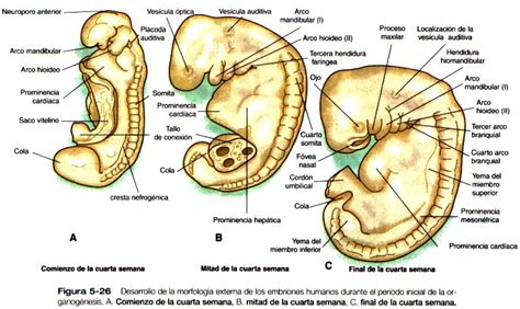 Desarrollo Embriológico Del Sistema Nervioso Sistema Nervioso