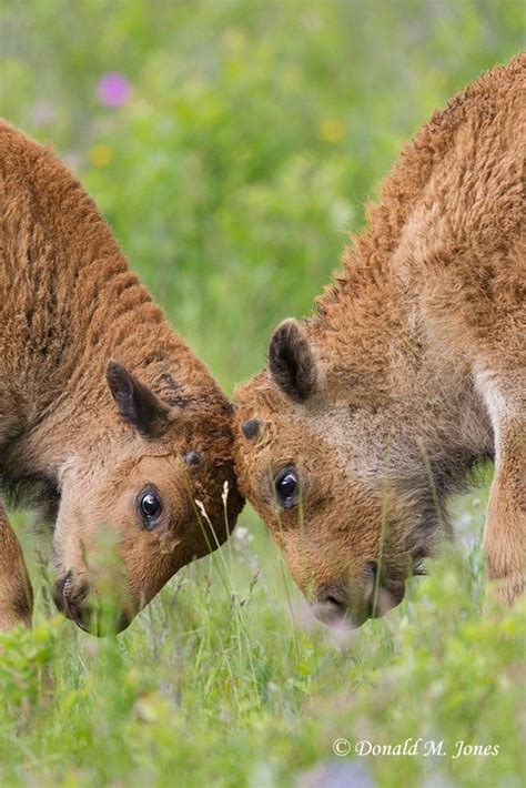 American Bison Calves Practicing Their Combat Skills Donald M Jones