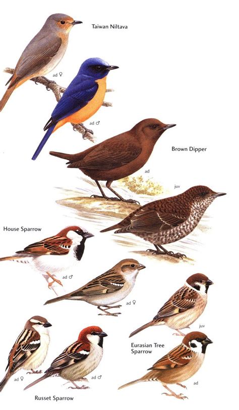 Birds Of Japan Nhbs Field Guides And Natural History