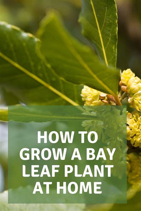 How to grow a bay leaf plant at home - Garden Super Power