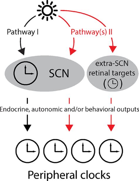 Synchronization Of The Mammalian Circadian Timing System Light Can