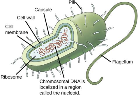 Prokaryotes And Eukaryotes Biology For Non Majors I