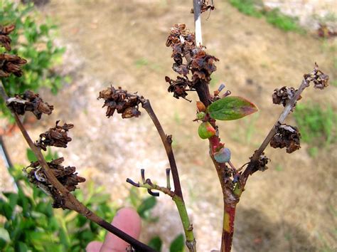 Bacterial Blight – Blueberry Field Guide