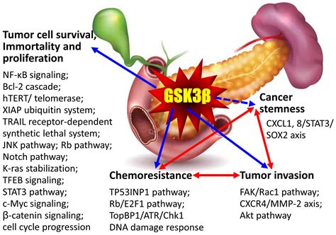 Glycogen Synthase Kinase 3β The Nexus Of Chemoresistance Invasive